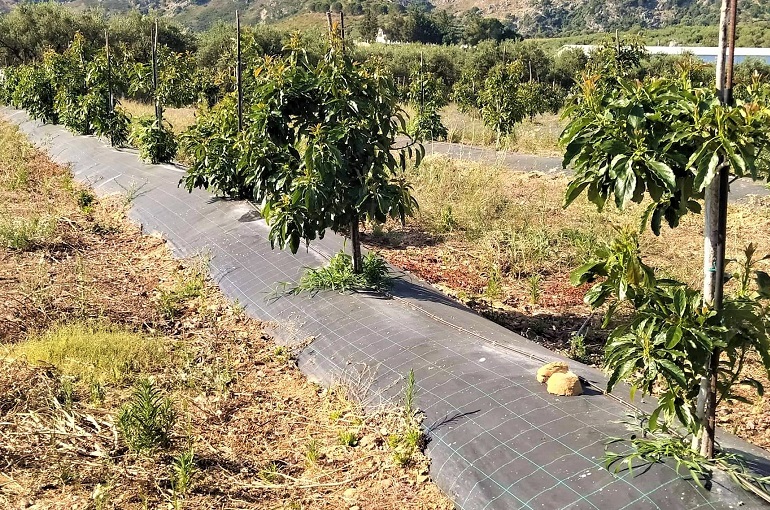 Avocado Soil Planting.jpeg